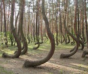 درختان عجیب لهستان 