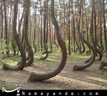 ساماندهی درختان «سعدآباد» متوقف شد درختان عجیب لهستان