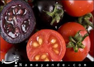سریال گرانی گوجه فرنگی تکرار شد/ افزایش ۲ برابری قیمت؛ کیلویی ۵ هزار تومان گوجه فرنگیهای بنفش