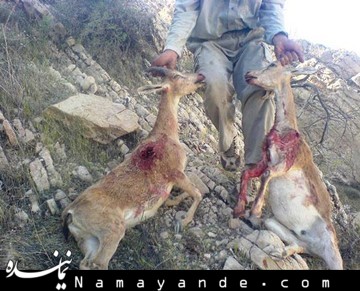 ممنوعیت کامل شکار/ صید پرندگان در فریدونکنار جرم مشهود است شکار