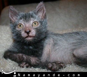 نجات نوزاد توسط یک گربه! + تصاویر  گربه