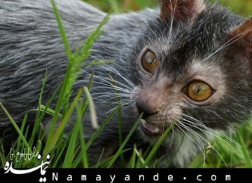 جزیره گربه ها! + تصاویر گربه