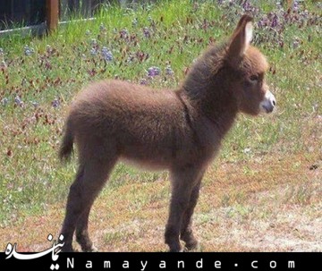 پنیر الاغ، گرانترین پنیر دنیا!!/عکس الاغ