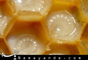 خوراکیهایی برای پاکسازی معده قبل از روزهداری شیر زنبور عسل