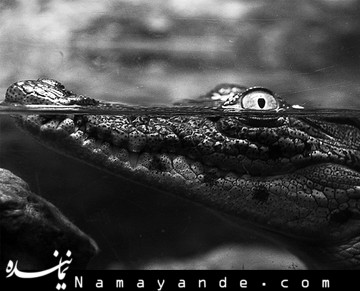 مراحلگوارش تمساح درشکم پیتون/تصاویر  تمساح