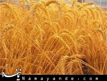 افزایش ۶۵ درصدی تولید گندم استان تهران به رغم کاهش ۷ درصدی سطح کشت گندم