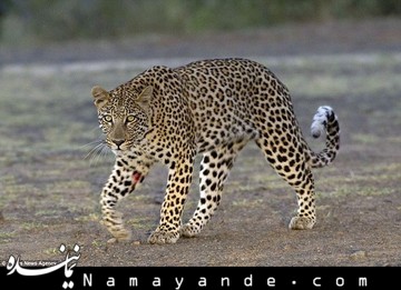 پلنگ ایرانی بیمه می شود  پلنگ