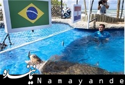 زن لاکپشت سوار بازداشت شد!/عکس لاک پشت