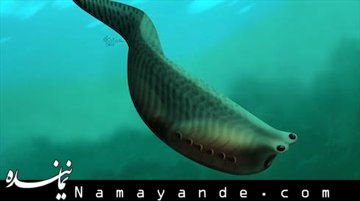 ماهی با قدمت 505 میلیون سال +عکس ماهی