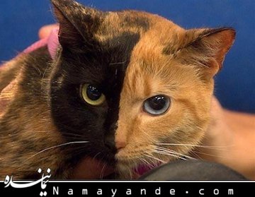 گربه ای که در پارلمان جنجال به پا کرد! +عکس  گربه