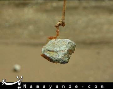 ژست عصبانی یک مورچه! /عکس مورچه