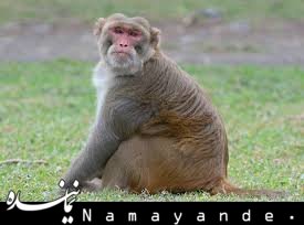 رزوس؛ جدیدترین مد حیوان خانگی در کشور +عکس  حیوان خانگی