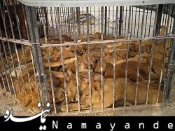 شیرهای سیرک شیراز سرطان خون دارند+عکس  سیرک