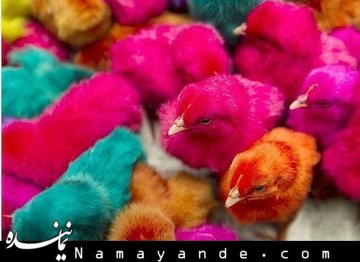 پردرآمدترین شغل عجیب دنیا!/عکس جوجه