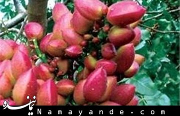بحران منابع آب کشور ناشی از مدیریت غلط است نه خشکسالی پسته