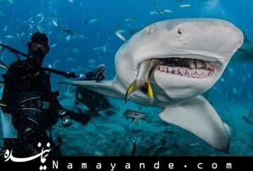 بزرگترین کوسه ببری شکار شد کوسه