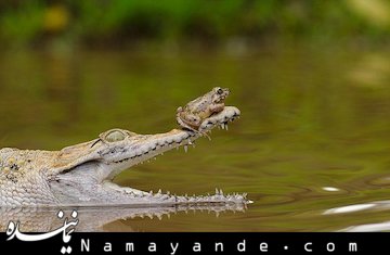 دست آرین روبن طعمه کروکودی لشد!+ عکس  شوخی قورباغه با کروکودیل
