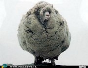 پرورش پشمالوترین گوسفند جهان