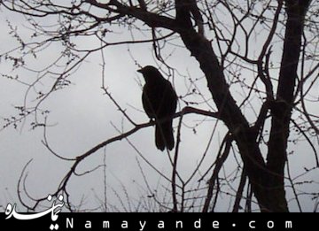 عجیب ترین حیوان خانگی دنیا!+تصاویر کلاغ