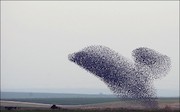  سارها پرندگانی پر سر و صدا و خودنما هستند که به صورت گروهی حرکت می کنند و با حرکات مواج جمعی در آسمان اشکال زیبایی را می آفرینند. گاهی تعداد این گروه از پرندگان به میلیون ها عدد می رسد که حتی می توان