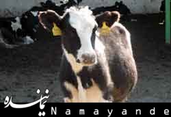 توقیف 4 خودروی حامل دام زنده غیرمجاز در شاهرود دام