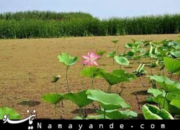 تالاب انزلی دریاچه ارومیه دوم می شود انزلی