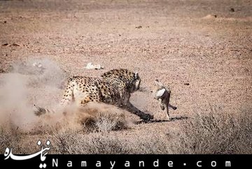 محیط بانان در صف مقدم حفاظت از یوز ایرانی هستند محیط بانان