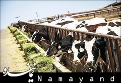 دامداران به" نفس نفس" افتادهاند  گاو