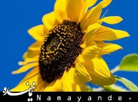 ویتامینی که چاق ها به آن نیاز دارند ویتامین  ای