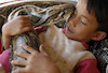 در کامبوج یک پسر بچه با یک مار پایتون غول پیکر دوست است و بازی می کند.
