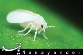 هشدار به تهرانی ها/ مگس سفید در راه است  مگس سفید/1