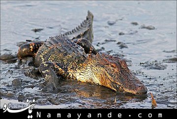 فرار کروکودیل از یک پرنده!!/عکس  یک خرچنگ شجاع، پوزه تمساح درنده را نیشگون می گیرد و تا تمساح به خودش بجنبد، لابلای گل و لای ناپدید می شود و از چنگ تمساح می گریزد.