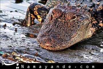 نبرد مادر فداکار با تمساح ۴ متری!+تصاویر   یک خرچنگ شجاع، پوزه تمساح درنده را نیشگون می گیرد و تا تمساح به خودش بجنبد، لابلای گل و لای ناپدید می شود و از چنگ تمساح می گریزد.