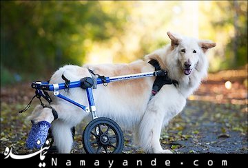 سنگ قبر سگ یک بازیگر ایرانی!+عکس  دوچرخه سگ