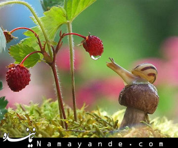 ترسناک ترین حلزون دنیا!+تصاویر حلزون