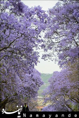 شکوفه دهی درختان