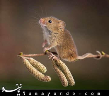 موشی که عامل وحشت گربه ها بود+تصاویر  موش ها وقتی سروکلهشان در خانه و زندگی ما پیدا میشود، آنقدر ترسناک و چندش آور هستند که هرکاری میکنیم تا از شرشان خلاص شویم. اما انواع دیگر همین حیوان مزاحم در مزارع و مناطق بومی خود، آنقدر بانمک و