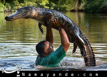 دوستی یک مرد با تمساح