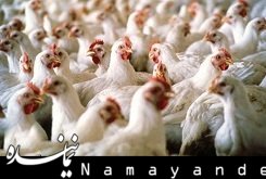 مرغها هم بیمه تکمیلی میشوند مرغ/1