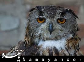 کمی تأمل/ پرنده ای که هر شب برای ابا عبدالله نوحه سرایی می کند!  جغد