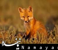 کناره گیری سومین بازیگر فیلم بهروز افخمی با موضوع ترور دانشمندان هسته ای  روباه