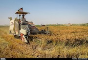 برداشت برنج در خوزستان