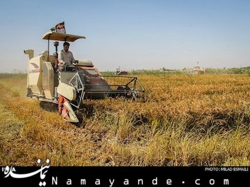 برداشت برنج در خوزستان