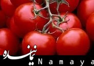 گوجه فرنگی شاه میوه فصل شد +جدول قیمت  گوجه فرنگی/1