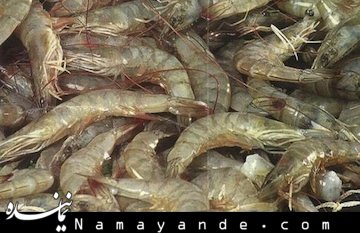 ایتالیا هم مشتری میگوی ایران شد  میگو/1