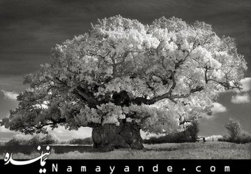 کهنسال ترین درختان جهان / تصاویر زیبا درخت قدیمی