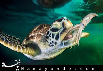 حیواناتی که تقلب می کنند!+تصاویر دنیای حیوانات