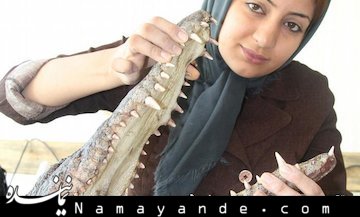 مزرعه کروکودیل در قشم! + تصاویر  کروکودیل