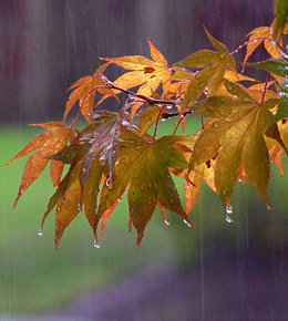 وزش باد در شهرهای صنعتی طی دوروز آینده/ بارش پراکنده در شمال و غرب بارش باران/2