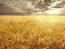 مهلت ۳ ساله بانکها به کشاورزان برای بازپرداخت تسهیلات کشاورزان کشاورزی43